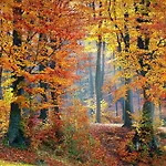 Le Couaroge Et La Bresse