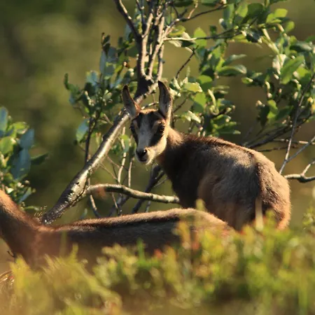 Le Couaroge Et Apart Otel 4*