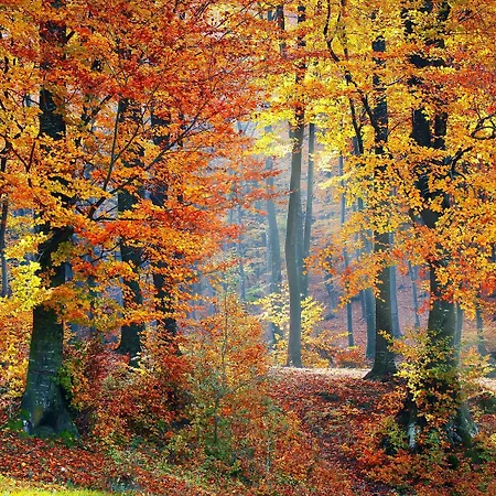 Le Couaroge Et La Bresse