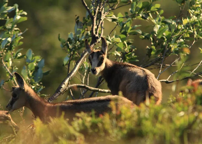 Le Couaroge Et Апарт-отель 4*